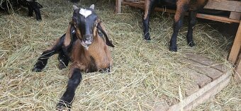 Kozlík ze Strážek - 2