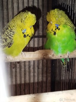 Andulky vystavni - 2