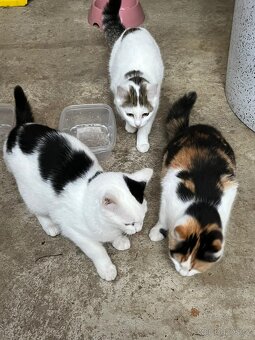 Daruji koťátka - 2