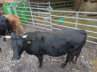 Březí jalovice bio - 2