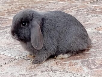 Samička Zakrslý Beránek MiniLop ❤️❤️🍑 - 2