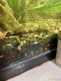 Krunyřovec obyčejný, živorodky Wingeova - 2