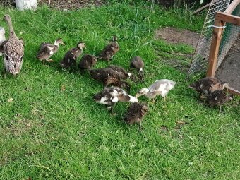 Běžec indický - 2