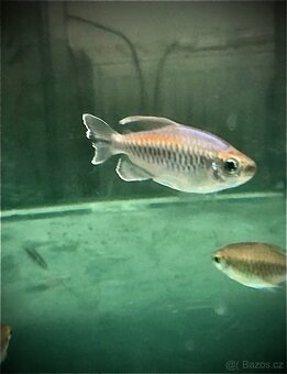 Tetry,Neonky,Fantomy,Drobnoůstky - 2