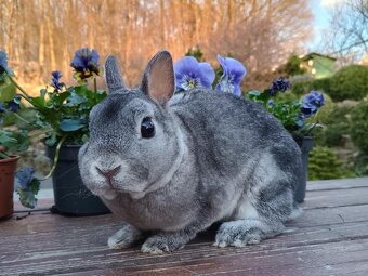 Zakrslý rex činčilový - 2