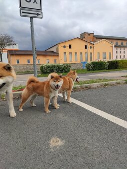 Shiba inu s PP - 2