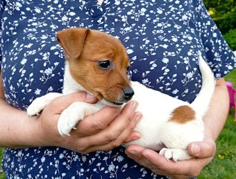 Jack russell terier  štěňátko k odběru ihned - 2
