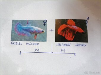Betta Splendens - Betta bojovnice (Samec 02) - 2