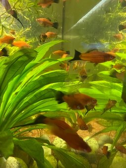 Xiphophorus hellerii (mečovky) - red - 2
