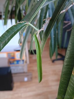 Ficus binnendijkii 245cm - 2