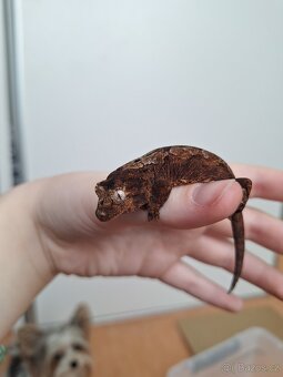 Mniarogekko Chahoua - 2