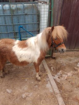 Mini pony - 2