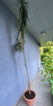 Palma dracena - 250cm - 2
