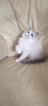 Ragdoll kocourek bez PP - 2