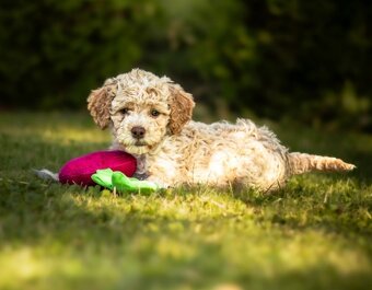 Lagotto romagnolo s PP - 2