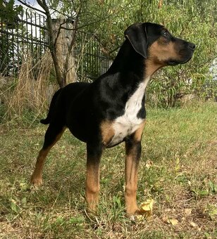 Louisianský leopardí pes – poslední volná fenečka s PP - 2