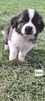 Nabízím štěňata bernardýna - 2