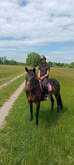 Pronajem kone mozny i prodej - 2