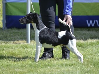 Foxterier hladkosrstý - chovný pes Xander X od Hrubého lesa - 2