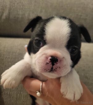 Bostonský teriér štěňátka s PP - 2