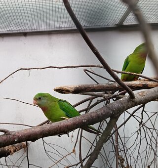 Papoušek nádherný - 2