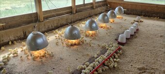 Kuřata kuřecí maso brojler - 2