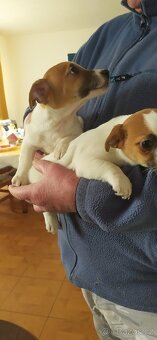 Jack Russell teriér - 2