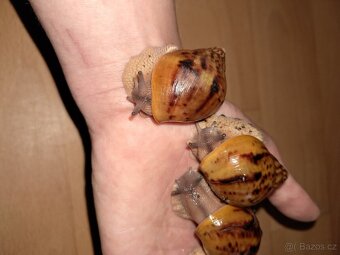 Africký šnek  Achatina Achatina Ghana F1 - 2