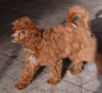 Pudl trpasličí vícebarevný (toy) s PP fenka - 2