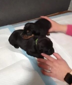 Prodávám stenata - 2