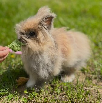 Králíček Teddy- Samice - 2