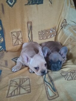 Francouzský buldoček - 2