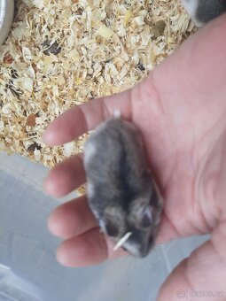 Krecek dzungarsky - 2