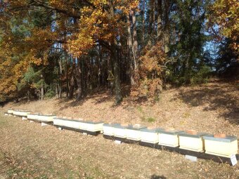 Vyzimovana včelstva, oddělky, včely - 2