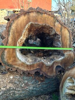 Kus dutého ořechu - 2