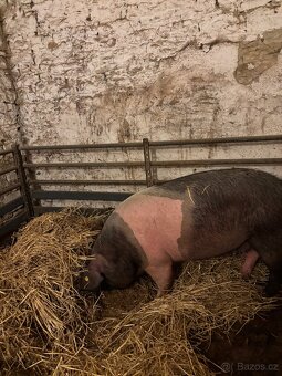 Prase přeštické - 2