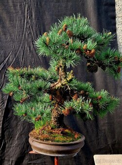 BONSAI, BONSAJ - MODRIN MODROLISTY - TOP 1 - 2