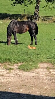 Prodám pony - 2