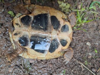 Testudo Hermanni, želva zelenavá - 2