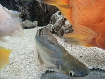 Sumeček žraločí (Pangasius sutchi) - 2