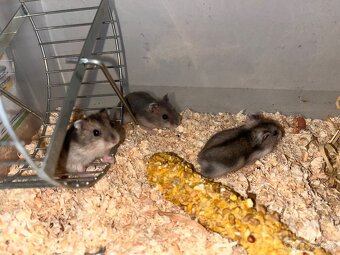 Křeček džungarský - 2
