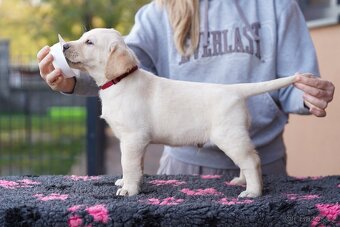 Labradorský retriever žlutá štěňata - 2