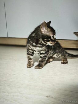 Bengal,Bengálska kočka,kocour - 2
