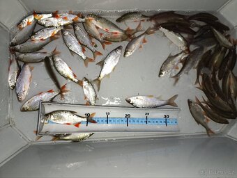 Nástrážní rybičky plotice, perlín 12-15 cm - 2