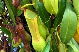 Masožravé rostliny, masožravky - 2