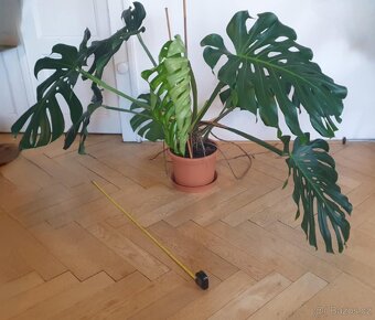 Monstera Deliciosa, 3 roky stará - 2