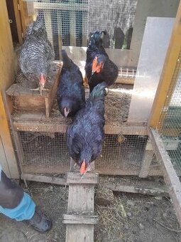 PRODÁM KOHOUTY - 2