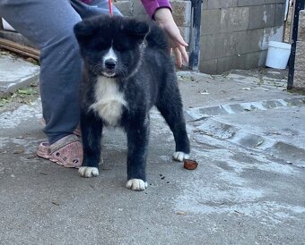 Štěňátka Akita inu s FCI/AKIHO průkazem původu již k odběru - 2
