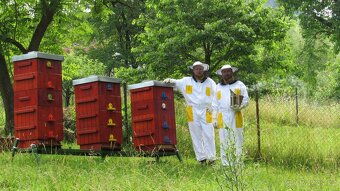 Vyzimované oddělky(včelstva) - 2