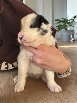 Štěňata Border kolie - kluci - 2